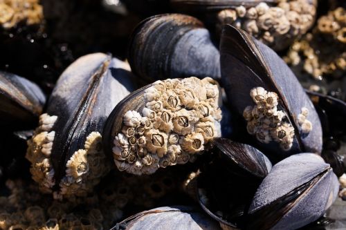 mussels barnacles mytilus