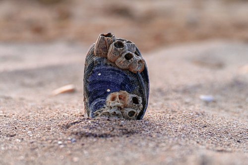 mussels  sand  sea