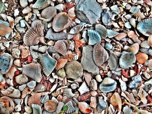mussels shells shellfish