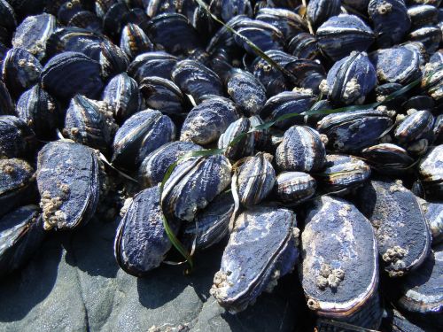 mussels ocean beach
