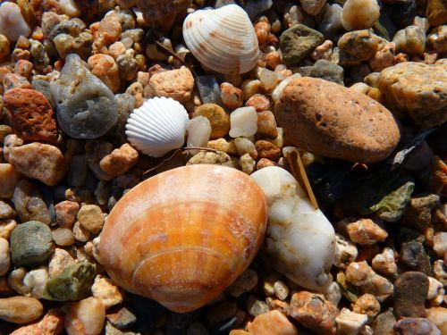 mussels beach sand