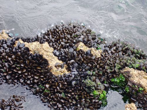 mussels sea beach