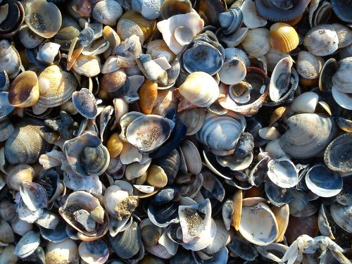 mussels colorful many