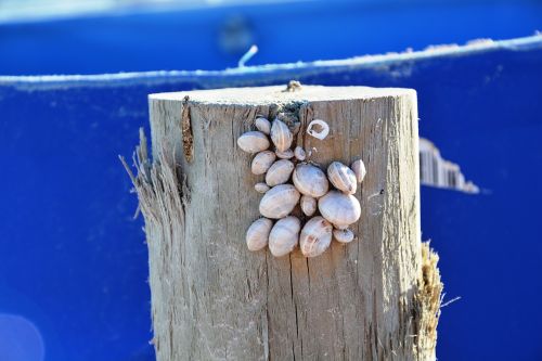 mussels snails blue