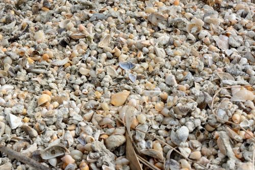 mussels stones beach