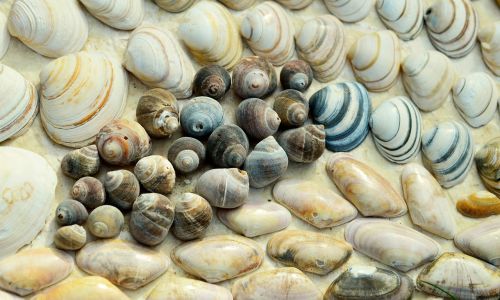 mussels beach snails