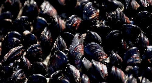 mussels nature close