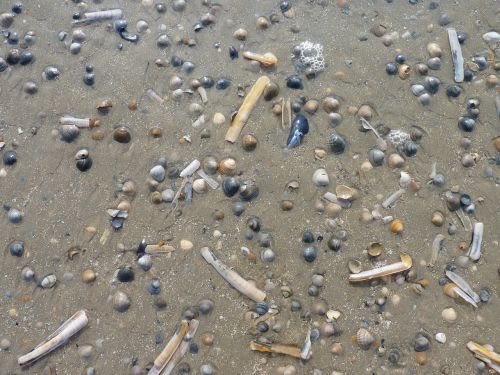 mussels beach water