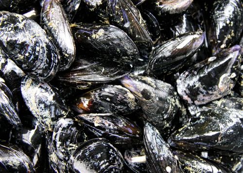 mussels seafood sea