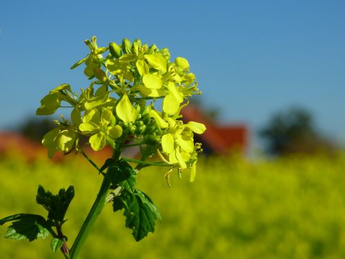 mustard fertilizer yellow