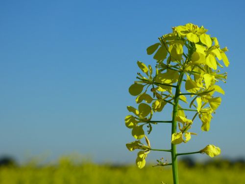 mustard mustard field fertilizer