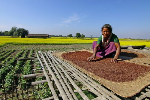 mustard farming cultivation