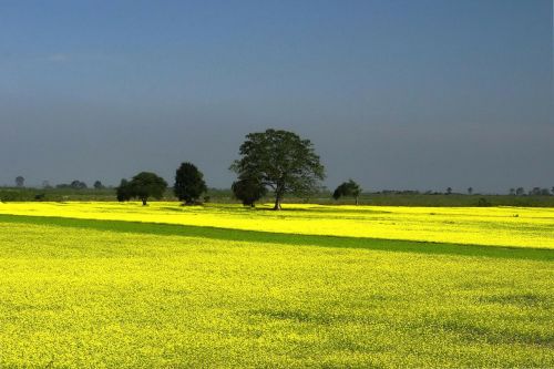 mustard farming cultivation