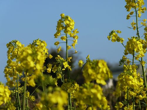 mustard plant blossom