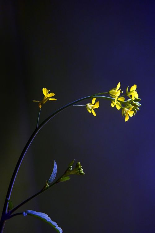 mustard flower yellow