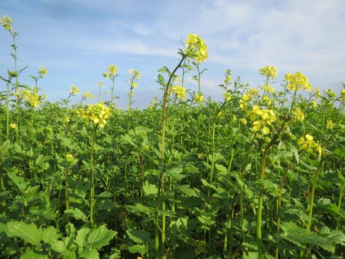 mustard field crop