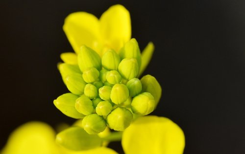 mustard buds  flower  yellow