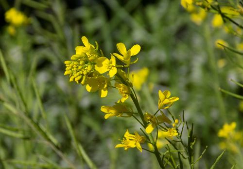 mustard flower nature flora