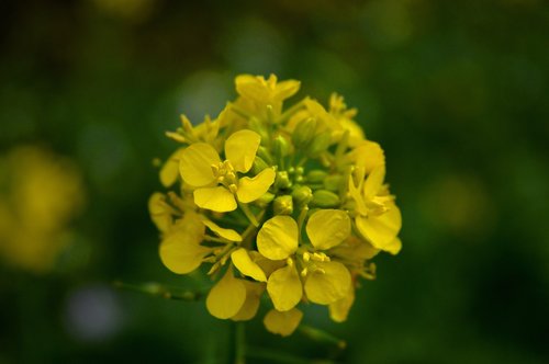 mustard flower  yellow  green