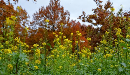 mustard flowers  landscape  autumn