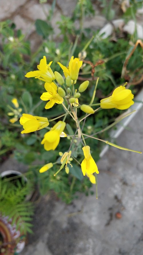 mustard flowers  yellow  bloom