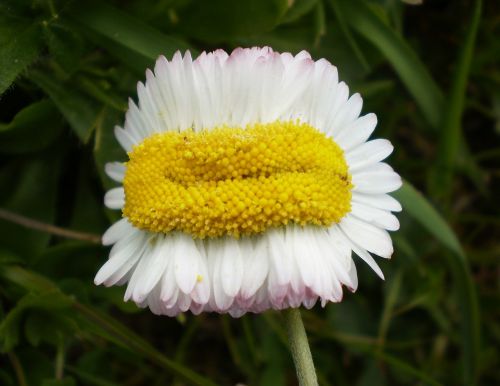 mutant daisy flower bloom
