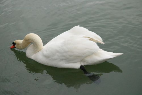 mute swan swan lake