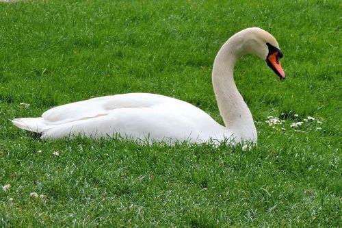 mute swan swan meadow