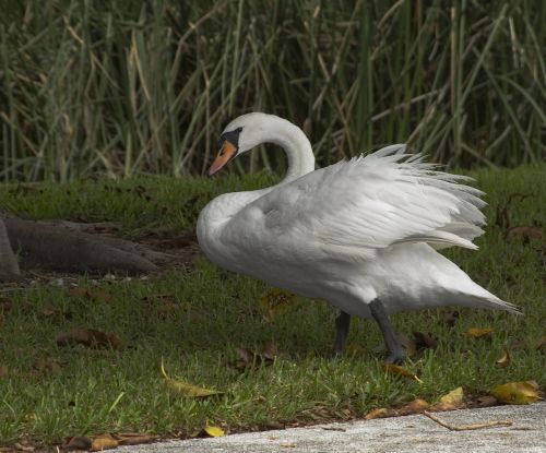 mute swan bird white