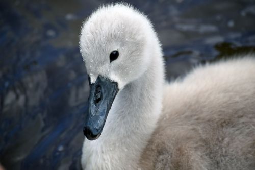 mute swan mute swan signet swan