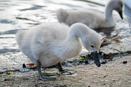 mute swan mute swan signet swan