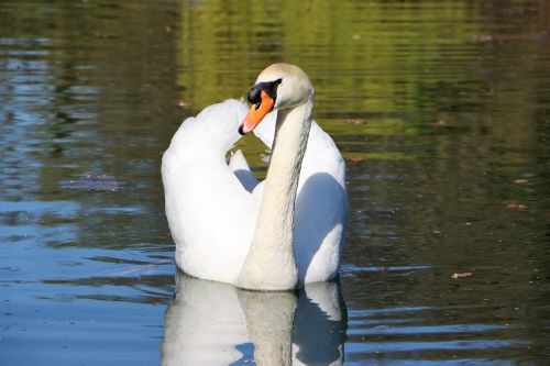 mute swan swan water bird