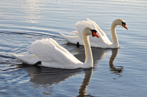 mute swan swan animal