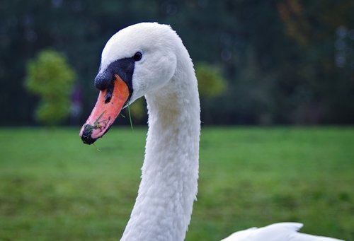 mute swan  bird  white