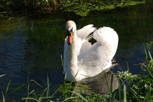 mute swan cygnus olor plumage