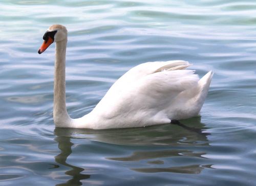 mute swan swan plumage