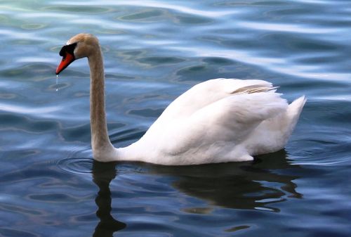 mute swan swan elegant