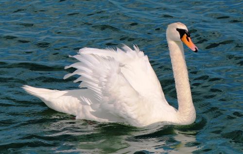 mute swan swan plumage