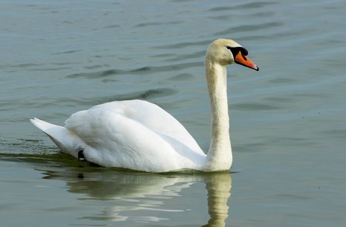 mute swan  swan  white
