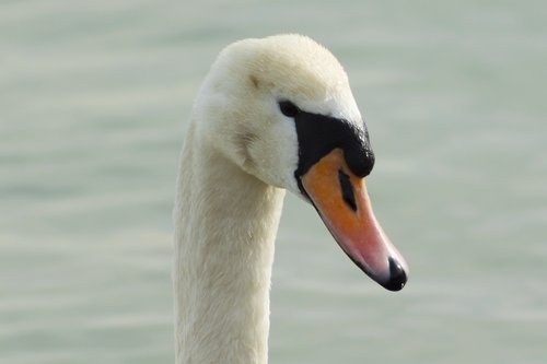 mute swan  swan  bird