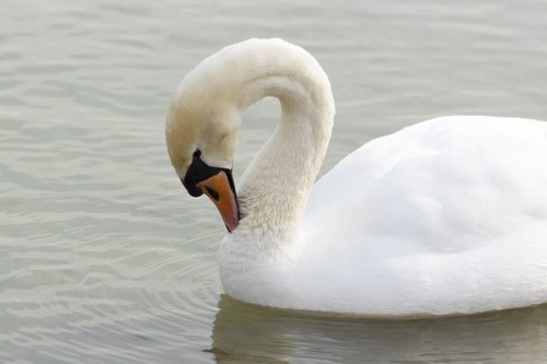 mute swan  swan  bird