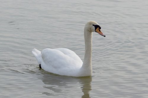 mute swan  swan  bird