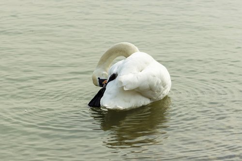 mute swan  swan  water bird