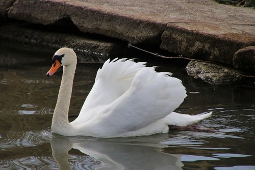 mute swan  neck  sunny