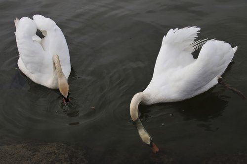 mute swan  swim  white