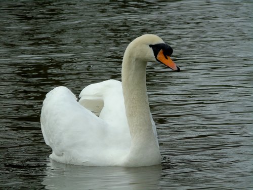 mute swan  swan  water birds