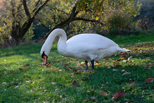 mute swan  swan  ducks