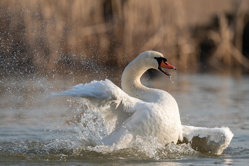 mute swan  cygnus olor  bird