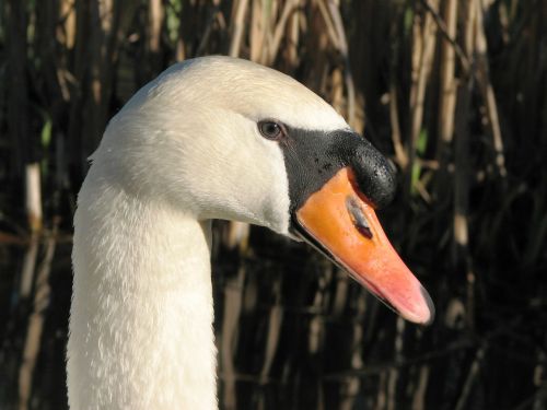mute swan swan bill
