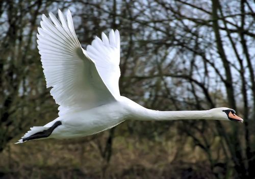 mute swan bird wildlife